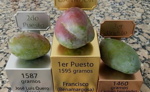 Mango contest Axarquia