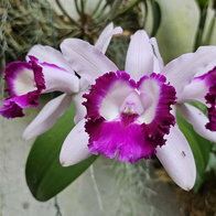 orchid, white and pink