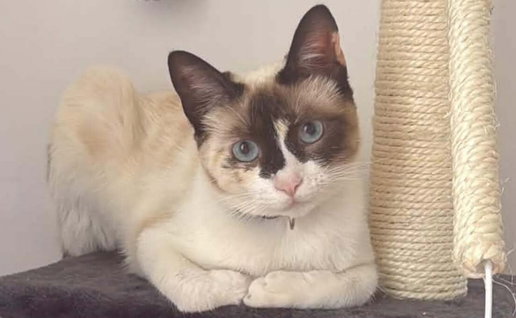 PAD animal shelter cat