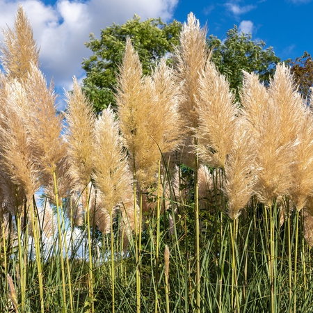 Pampas grass