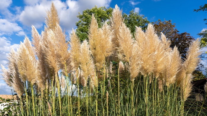Pampas grass
