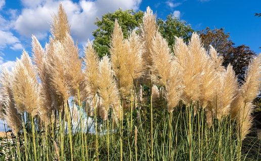 Pampas grass