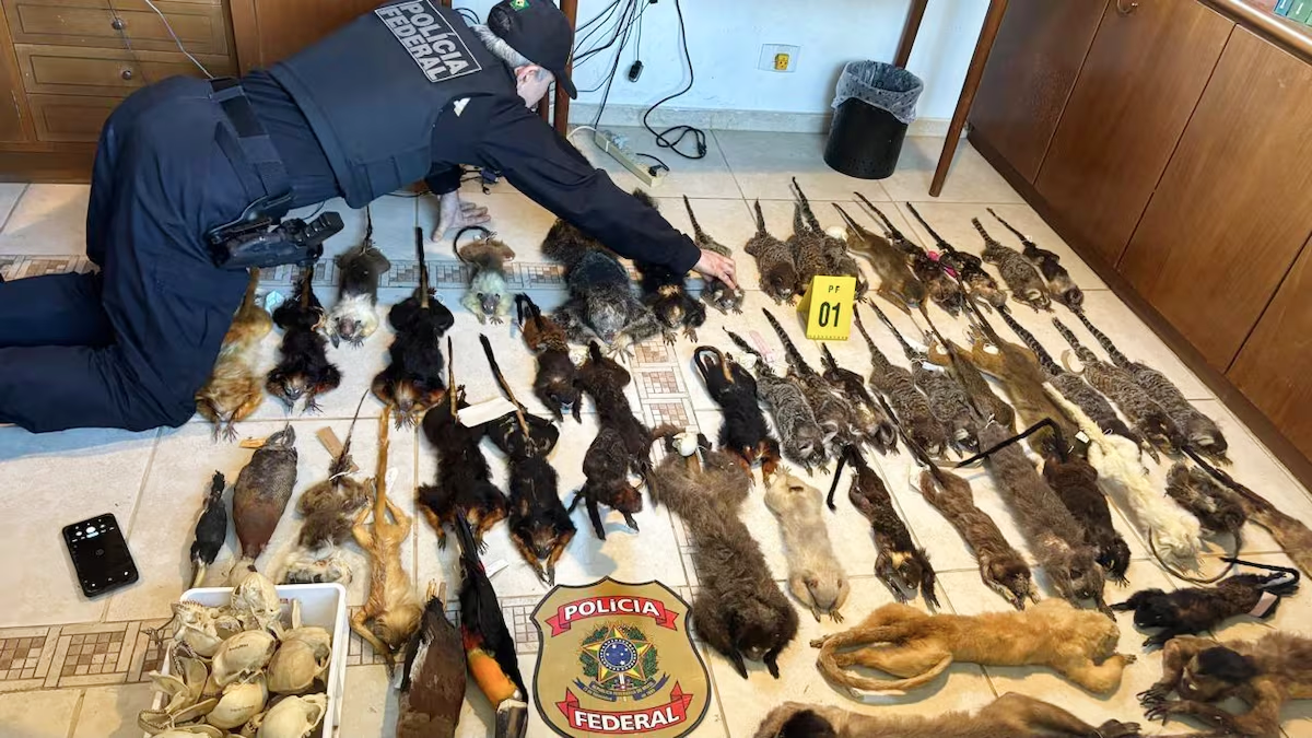 24 parrot eggs hidden in woman’s bra and two are arrested in Gran Canaria