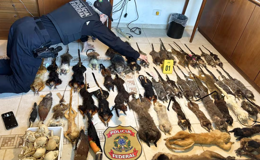 A Brazilian Federal Police officer kneels on a tiled floor arranging rows of stuffed animals, with a box of skulls and a Polícia Federal badge in the foreground.