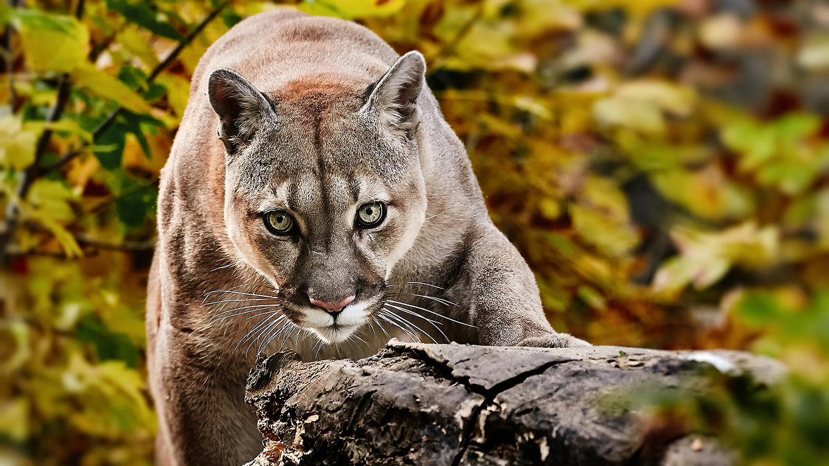 Mysteriöser Puma in der Nähe des Flughafens München löst Suchaktion mit ...