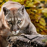 A puma with green eyes crouching behind a fallen log, with yellow autumn leaves in the background.