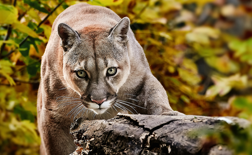 A puma with green eyes crouching behind a fallen log, with yellow autumn leaves in the background.
