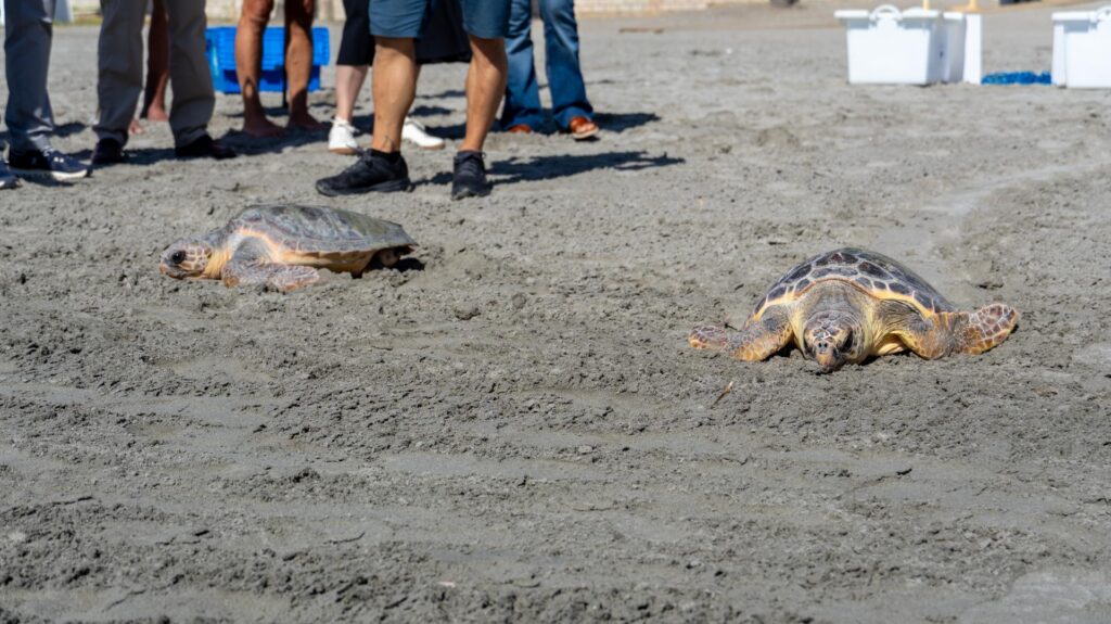 Rescued loggerhead turtles return to Mediterranean from Santa Pola beach