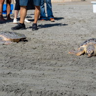 Rescued loggerhead turtles return to Mediterranean from Santa Pola beach.