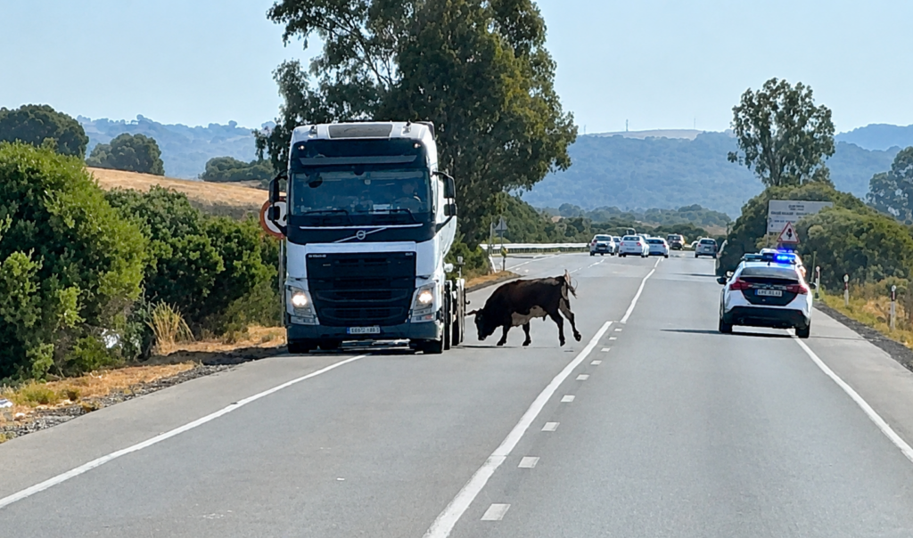 Bull on the loose charges cars on Spanish road as drivers flee in terrifying scenes