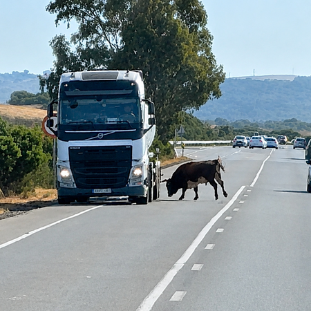 Bull attacking traffic