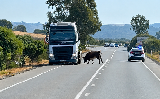Bull attacking traffic