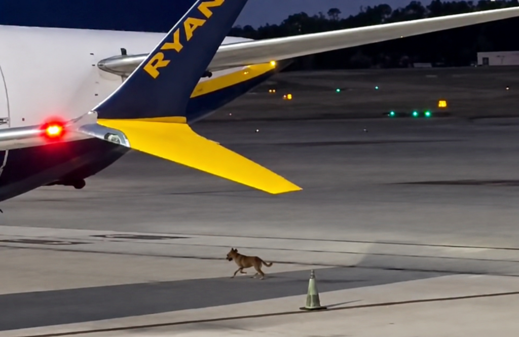 Runaway on the runway: Loose dog at Malaga airport puts Costa del Sol strays in spotlight