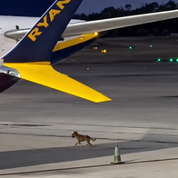 Stray dog running under Ryanair flight