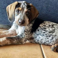 SOS Canya rescue dog