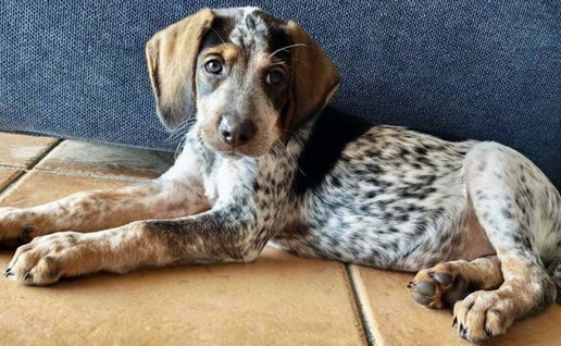 SOS Canya rescue dog