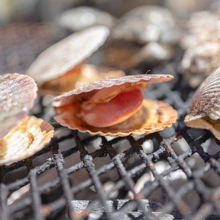Clams cooking on a Japanese style BBQ