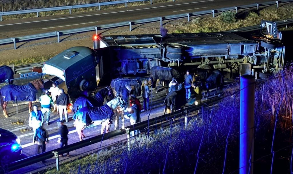 Ten valuable horses hurt in horror crash as lorry overturns on Spain’s A-5 motorway