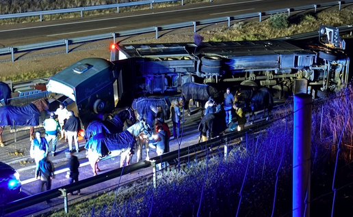 Nighttime highway accident scene showing an overturned black horse trailer on its side next to a road, with several horses (some in blue blankets), a group of people assisting, emergency lighting, guardrails, and a chain-link fence in the foreground.