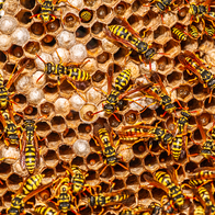 A large yellow jacket wasp nest with mature adults and larvae visible in the centre of the nest