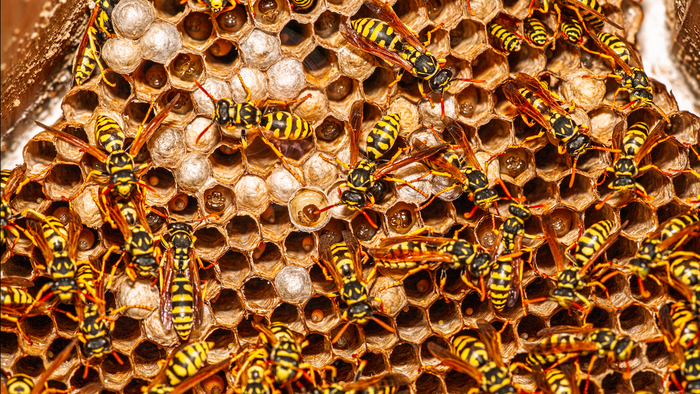 A large yellow jacket wasp nest with mature adults and larvae visible in the centre of the nest