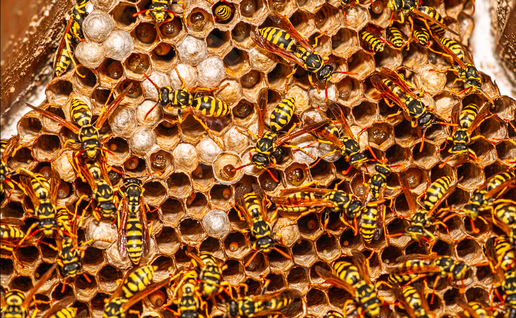 A large yellow jacket wasp nest with mature adults and larvae visible in the centre of the nest