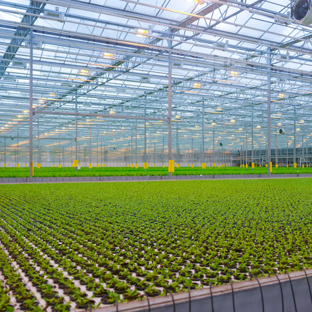 Lettuce being cultivated in a greenhouse of a rooftop