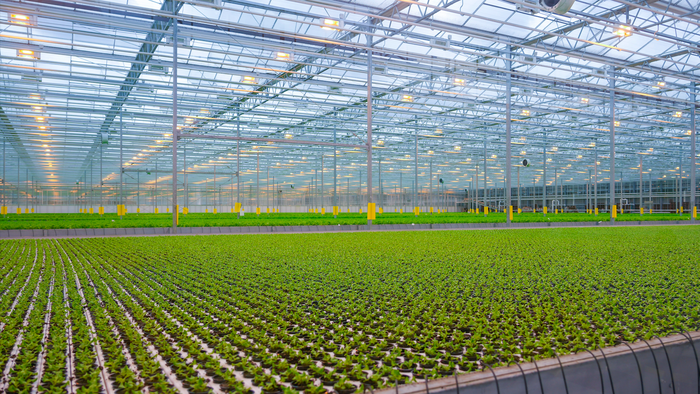 Lettuce being cultivated in a greenhouse of a rooftop