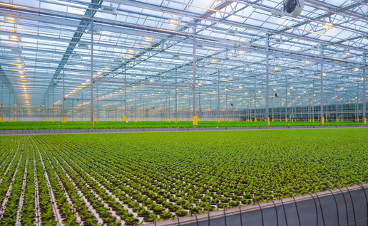 Lettuce being cultivated in a greenhouse of a rooftop