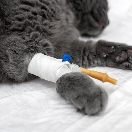 A grey cat with a catheter in its left paw whilst it lays sedated on an exam table