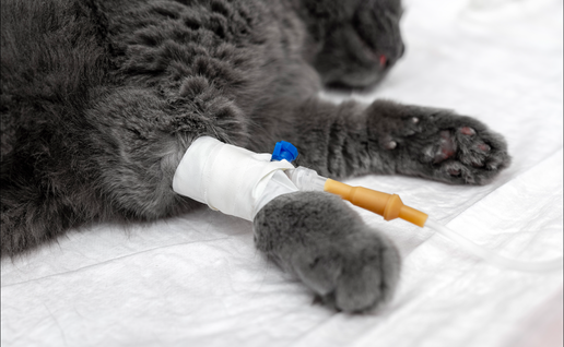 A grey cat with a catheter in its left paw whilst it lays sedated on an exam table