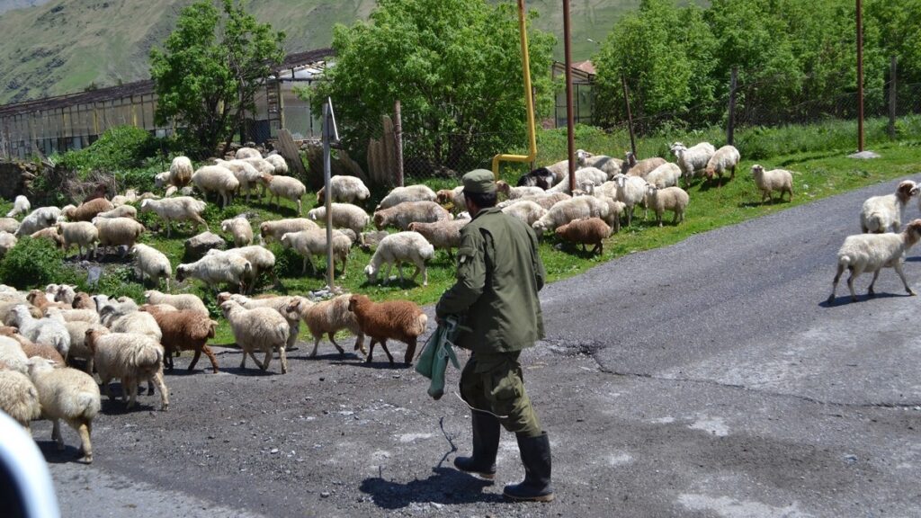 Why 350 sheep are strolling through Belgium as part of a relay