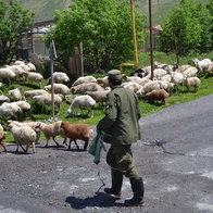 Shepherd and sheep