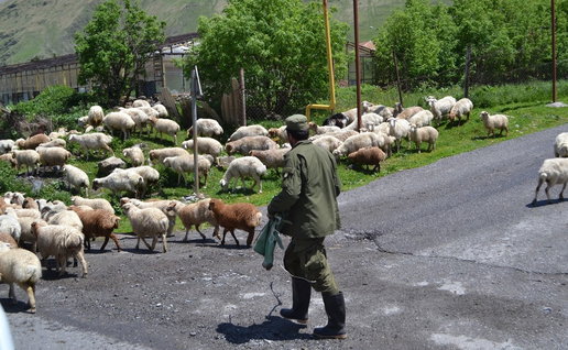 Shepherd and sheep