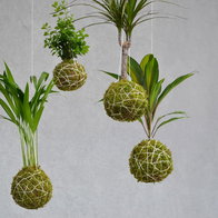 Kokedamas.