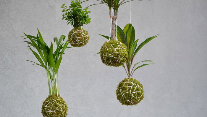 Kokedamas.
