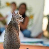 A cat.