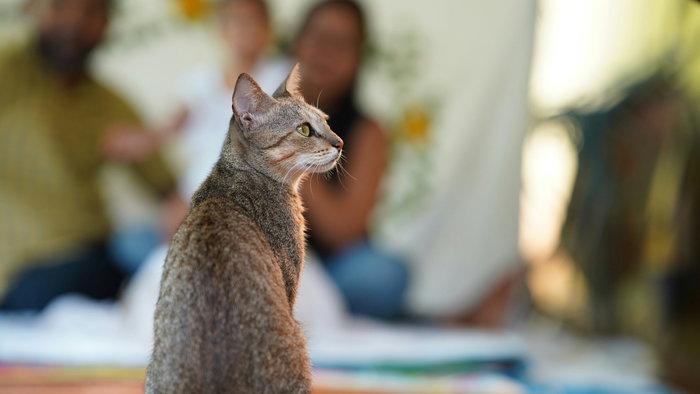A cat.