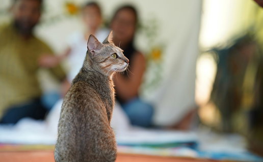 A cat.