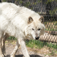 Eight-year-old girl mauled by wolf during German zoo visit