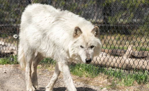 Eight-year-old girl mauled by wolf during German zoo visit