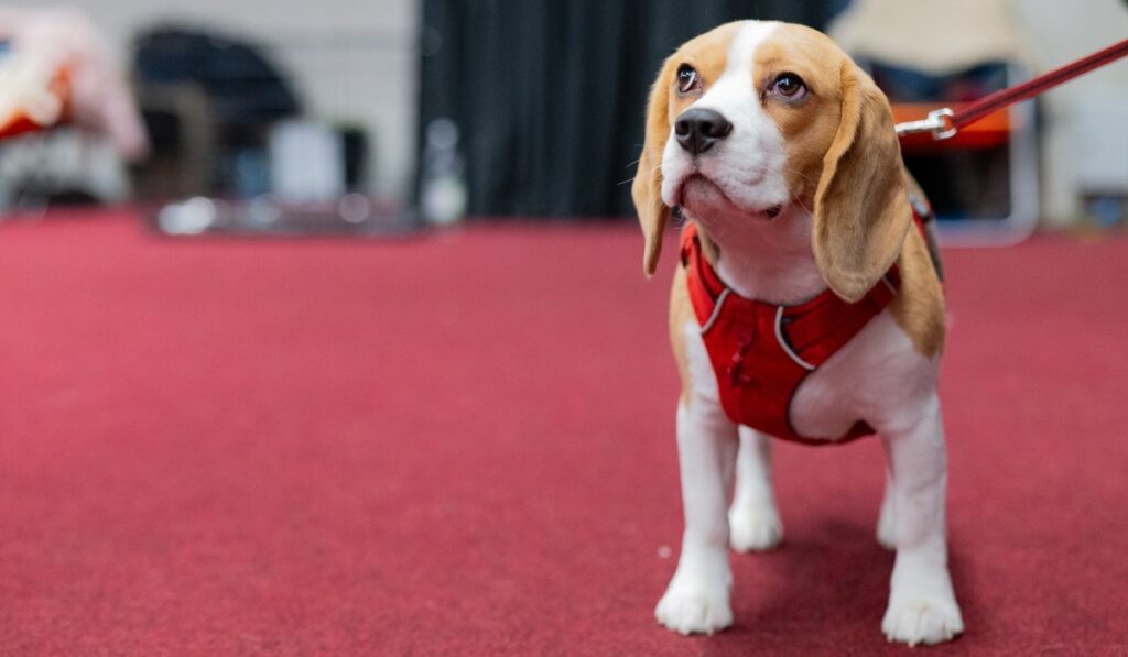 Rome’s abandoned dogs swap shelter life for a red carpet parade to find forever families