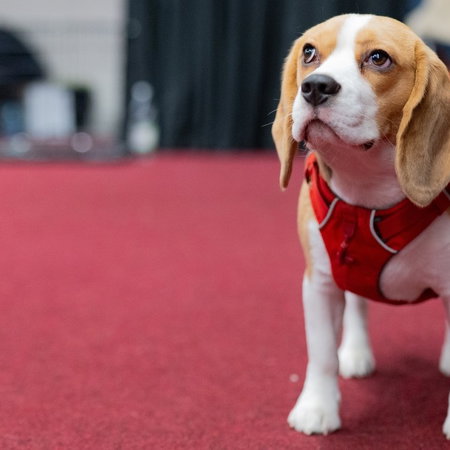 dog red carpet
