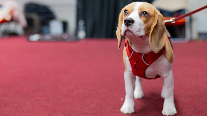 dog red carpet