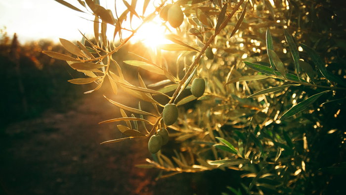 An olive grove.