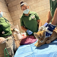 2 lion cubs born in Estepona.