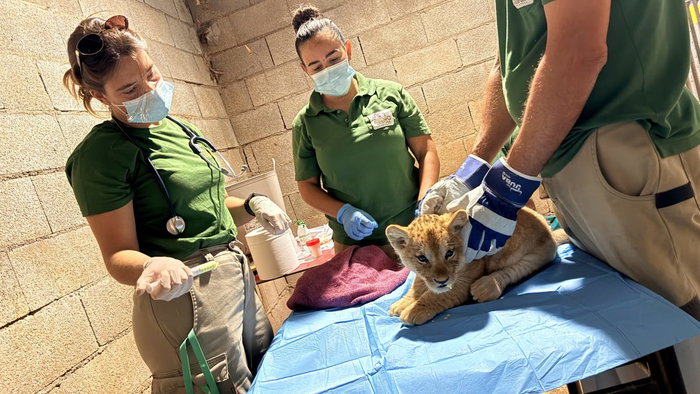 2 lion cubs born in Estepona.
