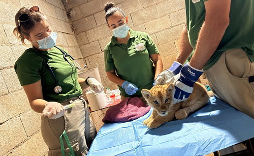 2 lion cubs born in Estepona.