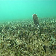 The mussels in the Mar Menor.