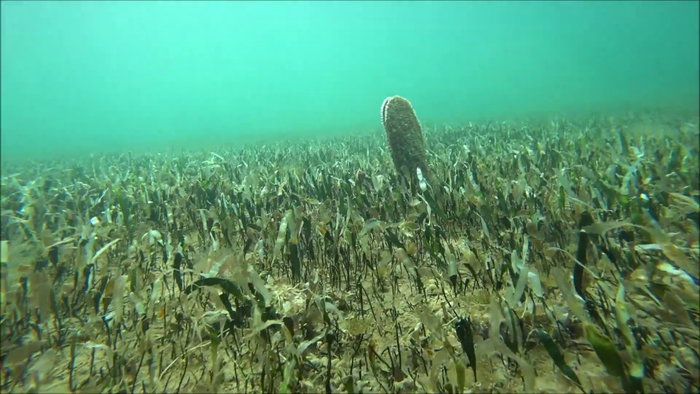 The mussels in the Mar Menor.